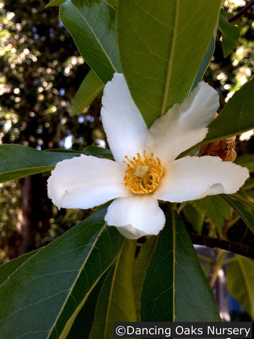 Trees ~ x Gordlinia grandiflora, Mountain Gordlinia ~ Dancing Oaks Nursery and Gardens ~ Retail Nursery ~ Mail Order Nursery