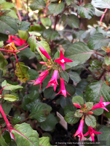 Perennials ~ Fuchsia 'Sparky', Lady's Eardrops ~ Dancing Oaks Nursery and Gardens ~ Retail Nursery ~ Mail Order Nursery