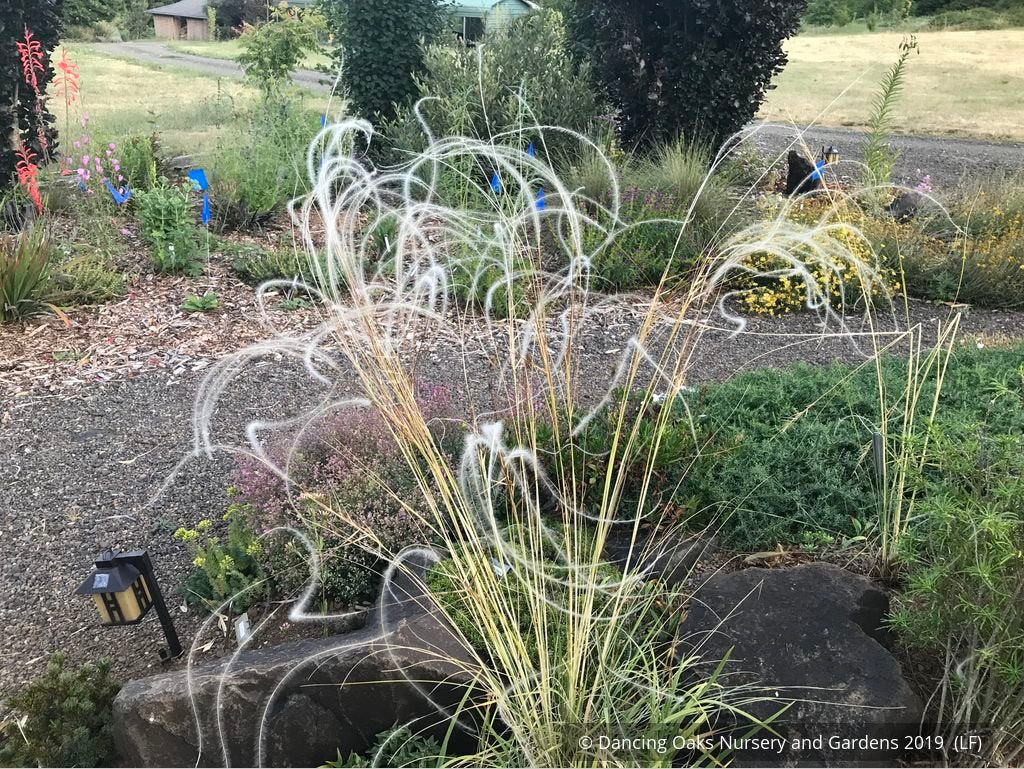 Grasses ~ Stipa barbata, Silver Feather Grass ~ Dancing Oaks Nursery and Gardens ~ Retail Nursery ~ Mail Order Nursery