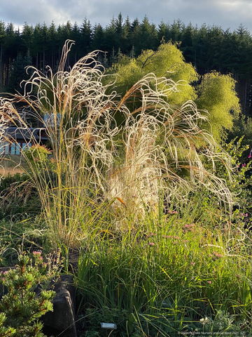 Grasses ~ Stipa barbata, Silver Feather Grass ~ Dancing Oaks Nursery and Gardens ~ Retail Nursery ~ Mail Order Nursery