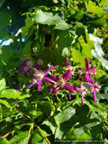 Vines ~ OFFLINE ONLY Clematis x 'Sweet Summer Love' ~ Dancing Oaks Nursery and Gardens ~ Retail Nursery ~ Mail Order Nursery