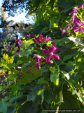 Vines ~ OFFLINE ONLY Clematis x 'Sweet Summer Love' ~ Dancing Oaks Nursery and Gardens ~ Retail Nursery ~ Mail Order Nursery