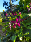 Vines ~ OFFLINE ONLY Clematis x 'Sweet Summer Love' ~ Dancing Oaks Nursery and Gardens ~ Retail Nursery ~ Mail Order Nursery