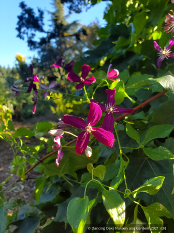 Vines ~ OFFLINE ONLY Clematis x 'Sweet Summer Love' ~ Dancing Oaks Nursery and Gardens ~ Retail Nursery ~ Mail Order Nursery
