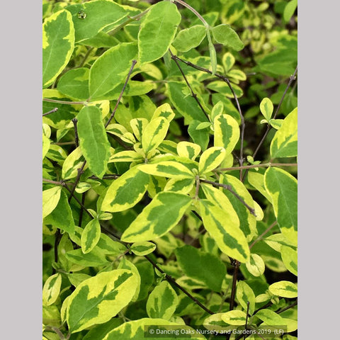 Shrubs ~ Symphoricarpos orbiculatus 'Variegatus', Variegated Coralberry ~ Dancing Oaks Nursery and Gardens ~ Retail Nursery ~ Mail Order Nursery