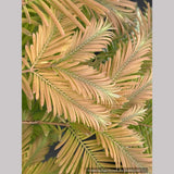 Metasequoia glyptostroboides 'Daweswood Tawny Fleece', Dwarf Dawn Redwood