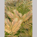 Metasequoia glyptostroboides 'Daweswood Tawny Fleece', Dwarf Dawn Redwood