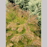 Metasequoia glyptostroboides 'Daweswood Tawny Fleece', Dwarf Dawn Redwood