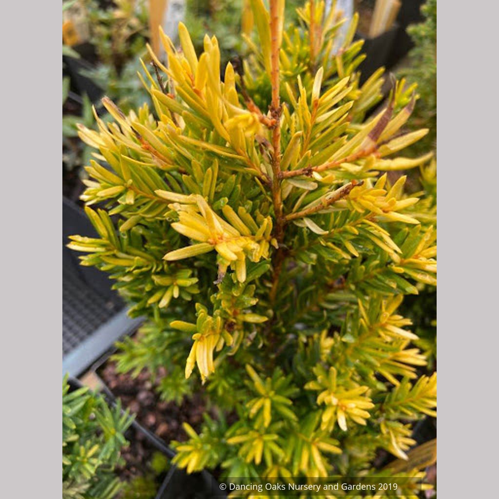 Taxus cuspidata 'Rezek's Gold', Japanese Yew