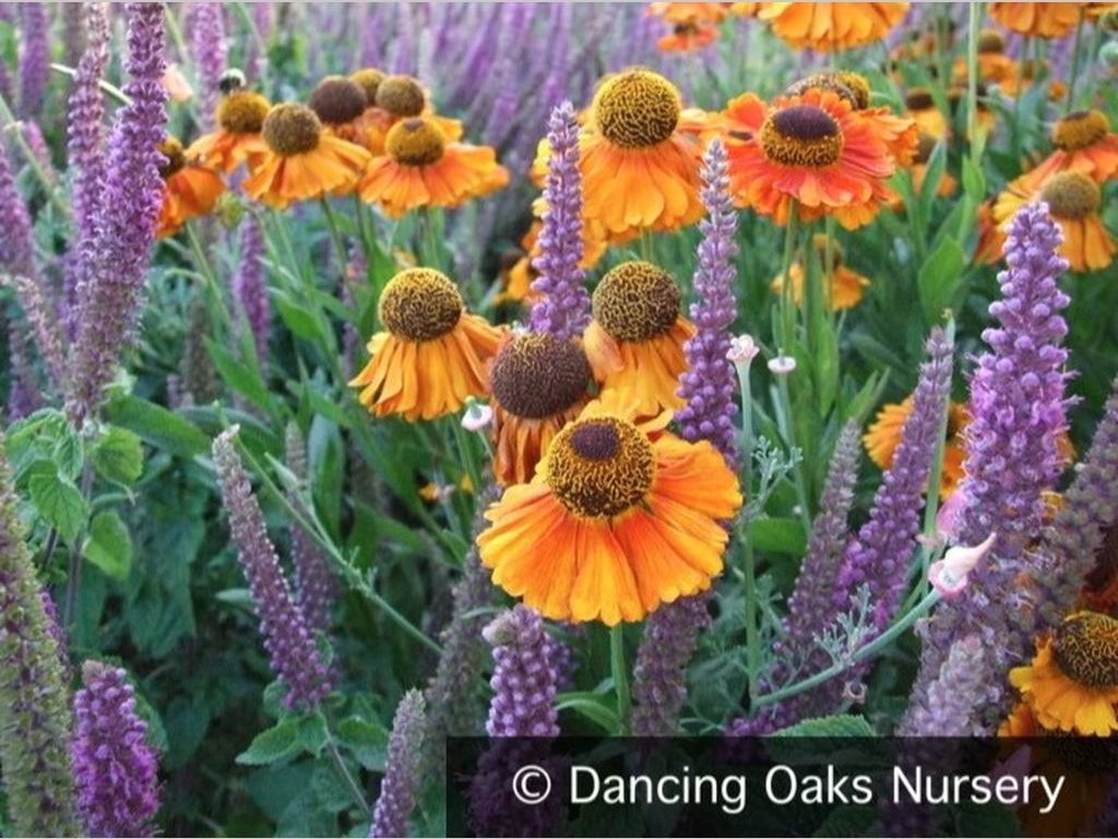 Perennials ~ Teucrium hircanicum, Iranian Wood Sage ~ Dancing Oaks Nursery and Gardens ~ Retail Nursery ~ Mail Order Nursery