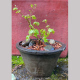 Trees ~ Tilia cordata 'Lico', Dwarf Littleleaf Linden, Dwarf Lime Tree ~ Dancing Oaks Nursery and Gardens ~ Retail Nursery ~ Mail Order Nursery