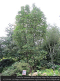 Trees ~ Toona sinensis 'Flamingo', Chinese Mahogany ~ Dancing Oaks Nursery and Gardens ~ Retail Nursery ~ Mail Order Nursery