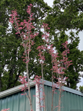Trees ~ Toona sinensis 'Flamingo', Chinese Mahogany ~ Dancing Oaks Nursery and Gardens ~ Retail Nursery ~ Mail Order Nursery