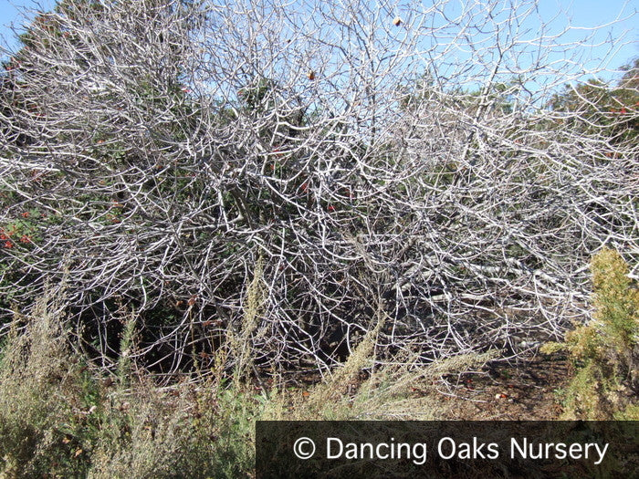Trees ~ Aesculus californica, California Horse Chestnut ~ Dancing Oaks Nursery and Gardens ~ Retail Nursery ~ Mail Order Nursery