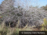 Trees ~ Aesculus californica, California Horse Chestnut ~ Dancing Oaks Nursery and Gardens ~ Retail Nursery ~ Mail Order Nursery