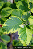 Trees ~ Alnus glutinosa 'Razzmatazz', Variegated Alder ~ Dancing Oaks Nursery and Gardens ~ Retail Nursery ~ Mail Order Nursery