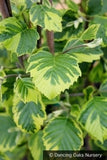 Trees ~ Alnus glutinosa 'Razzmatazz', Variegated Alder ~ Dancing Oaks Nursery and Gardens ~ Retail Nursery ~ Mail Order Nursery