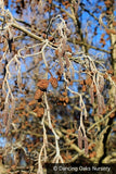 Trees ~ Alnus glutinosa 'Razzmatazz', Variegated Alder ~ Dancing Oaks Nursery and Gardens ~ Retail Nursery ~ Mail Order Nursery
