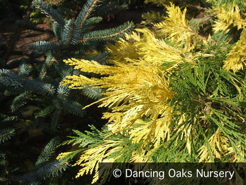 Trees ~ Calocedrus decurrens 'Maupin Glow', Incense Cedar ~ Dancing Oaks Nursery and Gardens ~ Retail Nursery ~ Mail Order Nursery