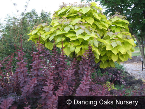 Trees ~ Catalpa bignonioides 'Aurea', Golden Bean Tree ~ Dancing Oaks Nursery and Gardens ~ Retail Nursery ~ Mail Order Nursery