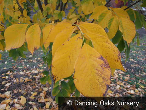 Trees ~ Cladrastis kentukea (syn. lutea) , Yellowwood ~ Dancing Oaks Nursery and Gardens ~ Retail Nursery ~ Mail Order Nursery
