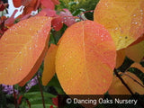 Trees ~ Cotinus obovatus, American Smoke Tree ~ Dancing Oaks Nursery and Gardens ~ Retail Nursery ~ Mail Order Nursery