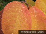 Trees ~ Cotinus obovatus, American Smoke Tree ~ Dancing Oaks Nursery and Gardens ~ Retail Nursery ~ Mail Order Nursery