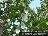 Trees ~ Davidia involucrata seedling, Dove Tree ~ Dancing Oaks Nursery and Gardens ~ Retail Nursery ~ Mail Order Nursery