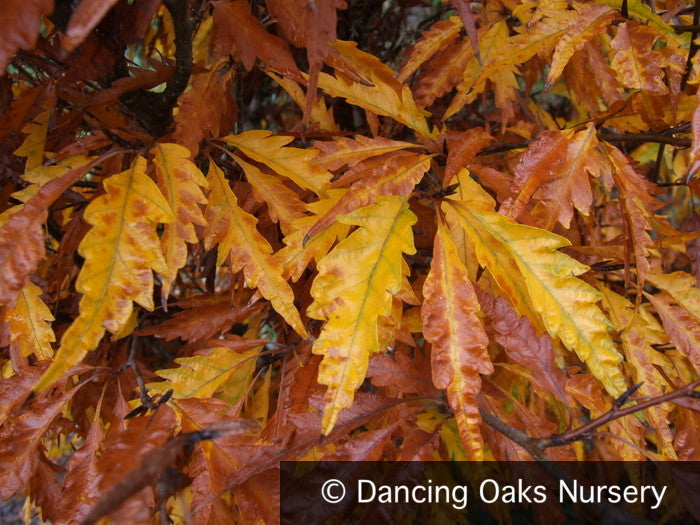 Trees ~ Fagus sylvatica 'Asplenifolia', Fern-Leaf Beech ~ Dancing Oaks Nursery and Gardens ~ Retail Nursery ~ Mail Order Nursery