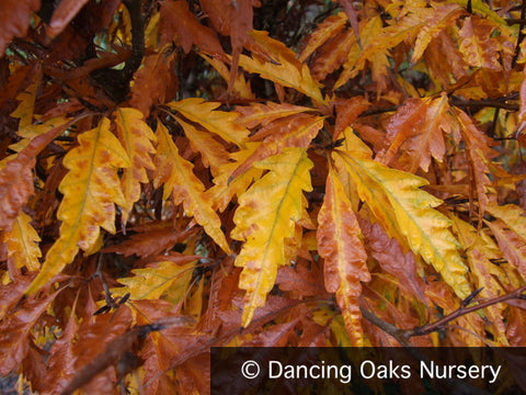 Trees ~ Fagus sylvatica 'Asplenifolia', Fern-Leaf Beech ~ Dancing Oaks Nursery and Gardens ~ Retail Nursery ~ Mail Order Nursery