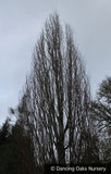 Trees ~ Fagus sylvatica 'Red Obelisk', European Beech ~ Dancing Oaks Nursery and Gardens ~ Retail Nursery ~ Mail Order Nursery