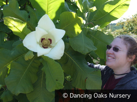 Trees ~ Magnolia macrophylla, Bigleaf Magnolia ~ Dancing Oaks Nursery and Gardens ~ Retail Nursery ~ Mail Order Nursery