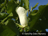 Trees ~ Magnolia macrophylla, Bigleaf Magnolia ~ Dancing Oaks Nursery and Gardens ~ Retail Nursery ~ Mail Order Nursery