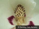 Trees ~ Magnolia macrophylla, Bigleaf Magnolia ~ Dancing Oaks Nursery and Gardens ~ Retail Nursery ~ Mail Order Nursery