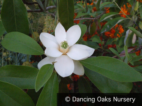 Trees ~ Magnolia virginiana Moonglow® 'Wilson', Sweetbay Magnolia ~ Dancing Oaks Nursery and Gardens ~ Retail Nursery ~ Mail Order Nursery