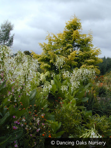 Trees ~ Metasequoia  glyptostroboides 'Gold Rush', Golden Dawn Redwood ~ Dancing Oaks Nursery and Gardens ~ Retail Nursery ~ Mail Order Nursery