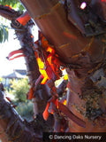 Trees ~ Prunus serrula, Birch Bark Cherry ~ Dancing Oaks Nursery and Gardens ~ Retail Nursery ~ Mail Order Nursery