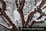 Trees ~ Prunus serrula, Birch Bark Cherry ~ Dancing Oaks Nursery and Gardens ~ Retail Nursery ~ Mail Order Nursery