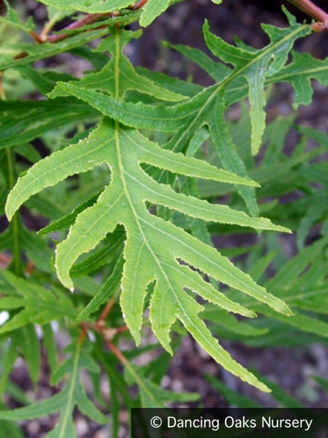 Trees ~ Quercus robur 'Filicifolia', Cut Leaf Oak ~ Dancing Oaks Nursery and Gardens ~ Retail Nursery ~ Mail Order Nursery