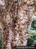 Trees ~ Quercus suber, Cork Oak ~ Dancing Oaks Nursery and Gardens ~ Retail Nursery ~ Mail Order Nursery