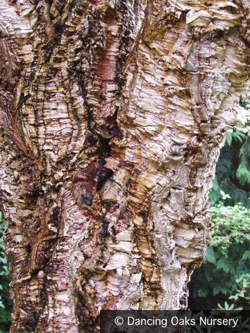 Trees ~ Quercus suber, Cork Oak ~ Dancing Oaks Nursery and Gardens ~ Retail Nursery ~ Mail Order Nursery
