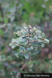 Trees ~ Quercus suber, Cork Oak ~ Dancing Oaks Nursery and Gardens ~ Retail Nursery ~ Mail Order Nursery