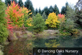 Trees ~ Robinia pseudoacacia 'Frisia', Golden Locust ~ Dancing Oaks Nursery and Gardens ~ Retail Nursery ~ Mail Order Nursery