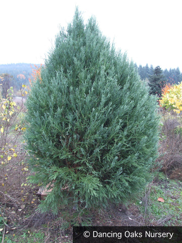 Trees ~ Sequoiadendron gigantea 'Moonie's Mini', Dwarf Giant Sequoia ~ Dancing Oaks Nursery and Gardens ~ Retail Nursery ~ Mail Order Nursery