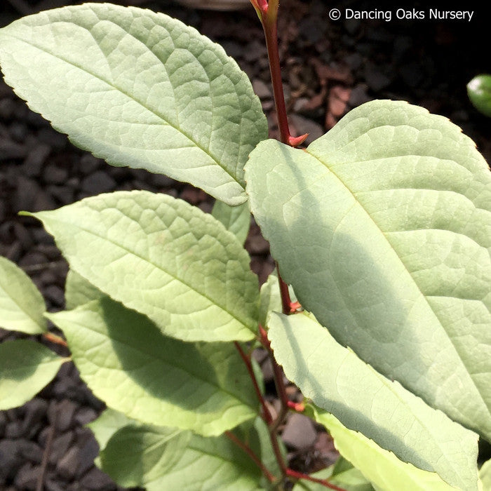 Trees ~ Stewartia pseudocamellia 'Pewter Form #1', Pewter Japanese Stewartia ~ Dancing Oaks Nursery and Gardens ~ Retail Nursery ~ Mail Order Nursery