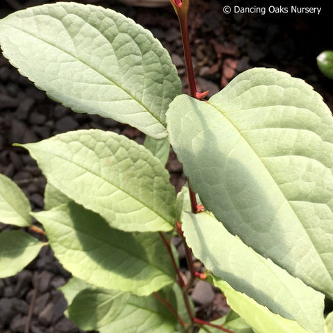 Trees ~ Stewartia pseudocamellia 'Pewter Form #1', Pewter Japanese Stewartia ~ Dancing Oaks Nursery and Gardens ~ Retail Nursery ~ Mail Order Nursery