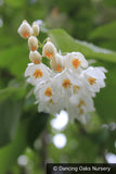 Trees ~ Styrax obassia, Fragrant Snowbell ~ Dancing Oaks Nursery and Gardens ~ Retail Nursery ~ Mail Order Nursery