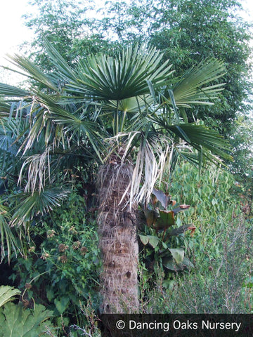 Trees ~ Trachycarpus fortunei, Windmill Palm ~ Dancing Oaks Nursery and Gardens ~ Retail Nursery ~ Mail Order Nursery