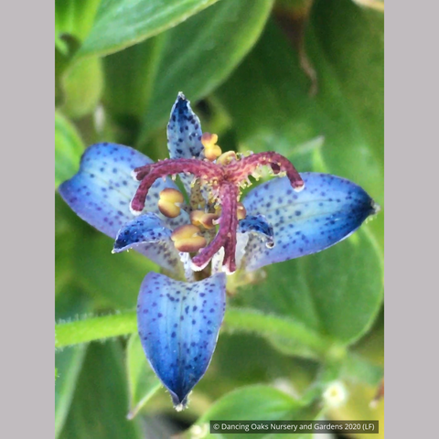 Perennials ~ Tricyrtis 'Seiryu', Seiryu Taiwanese Toad Lily ~ Dancing Oaks Nursery and Gardens ~ Retail Nursery ~ Mail Order Nursery