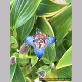 Perennials ~ Tricyrtis 'Seiryu', Seiryu Taiwanese Toad Lily ~ Dancing Oaks Nursery and Gardens ~ Retail Nursery ~ Mail Order Nursery